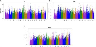 A Single-Step Genome Wide Association Study on Body Size Traits Using Imputation-Based Whole-Genome Sequence Data in Yorkshire Pigs